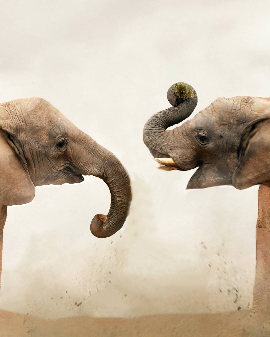Elephant editing background