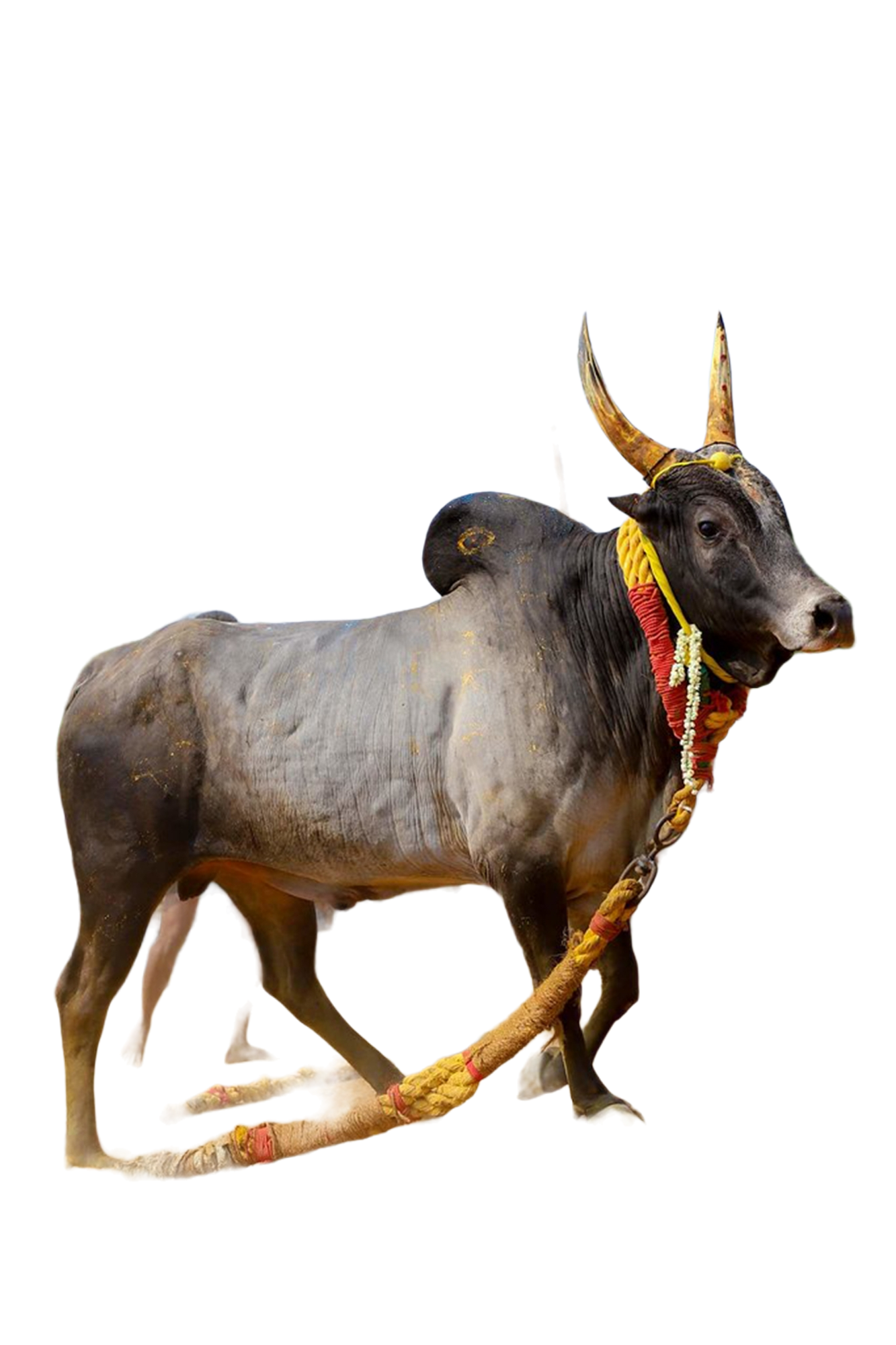 Real ox png