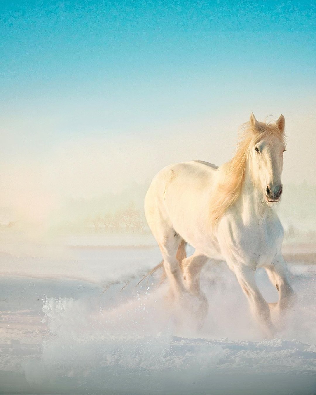Horse Editing Background