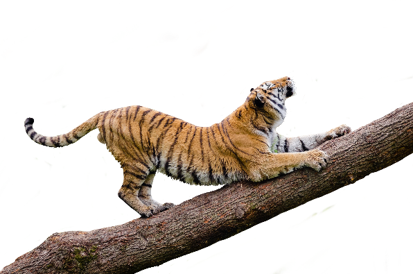 tiger png -Jungle editing background