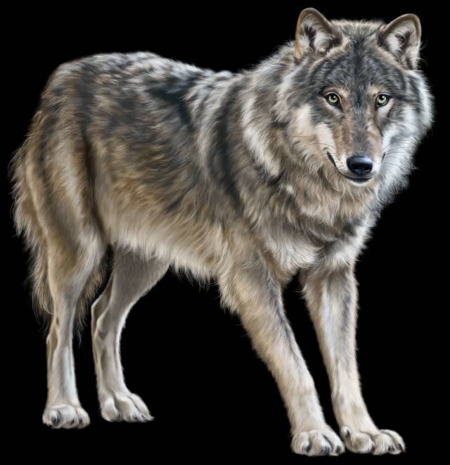 winter wolf png 