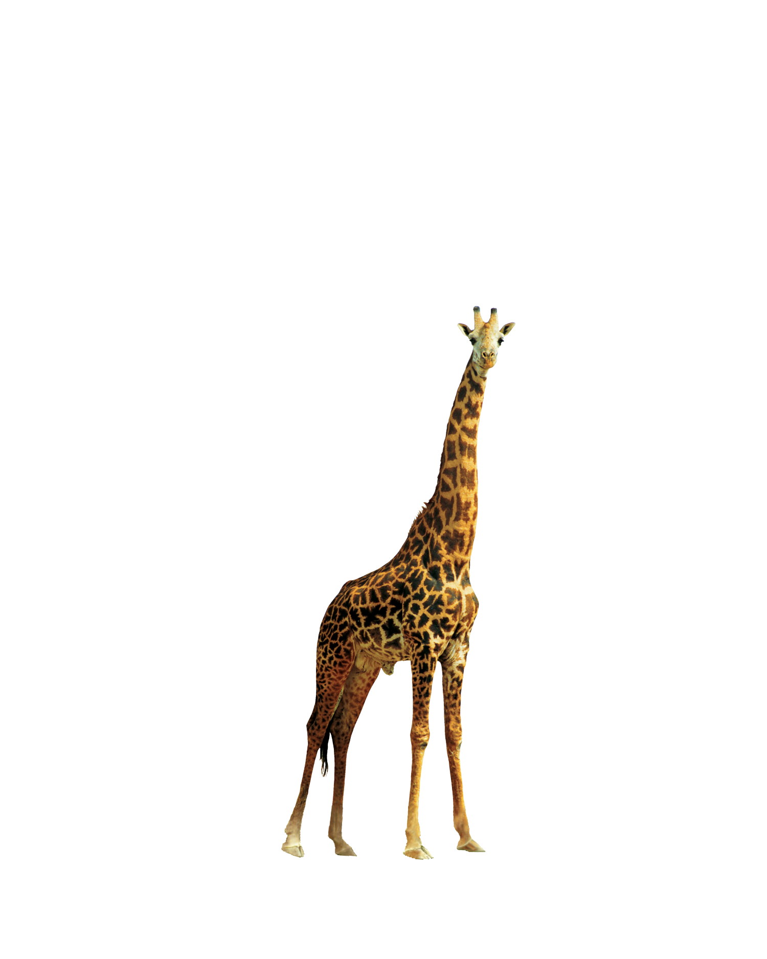 Giraffe png Animal lover editing background 2021 by Rajaneditz.com