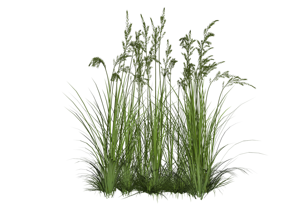 Download Grass Png Png Images Backgroun (2)