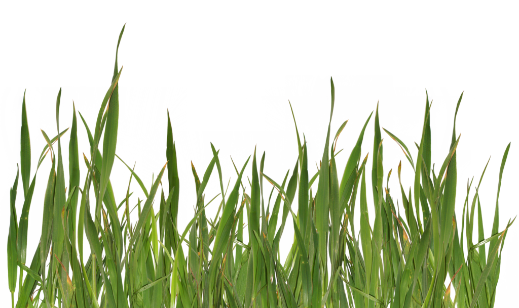 Free Png Download Grass Vector Png Images Background (1)