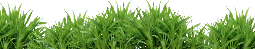 Grass Png, Hd Png Download (1)