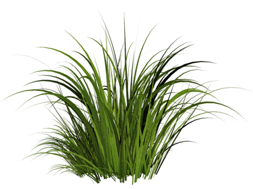 Green Grass Png Picture Hd (3)