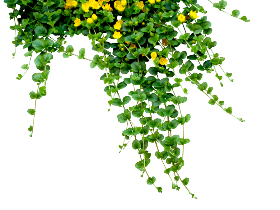 Photoshop & Picsart Green Grass Png (2)