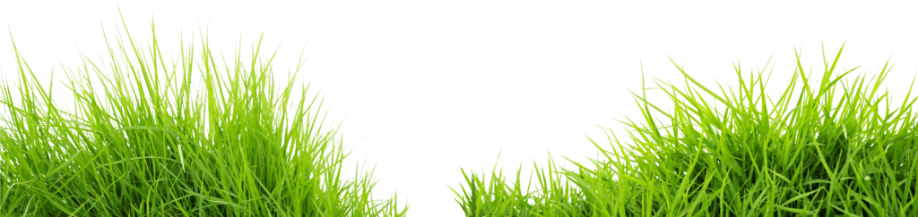 Transparent Background Grass Png , Png Download Real Grass Png, Png Download (4)