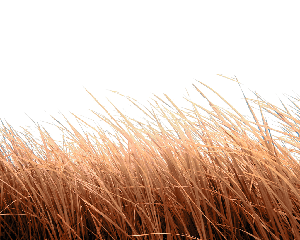 Cartoon Grass Transparent Background Png (2)