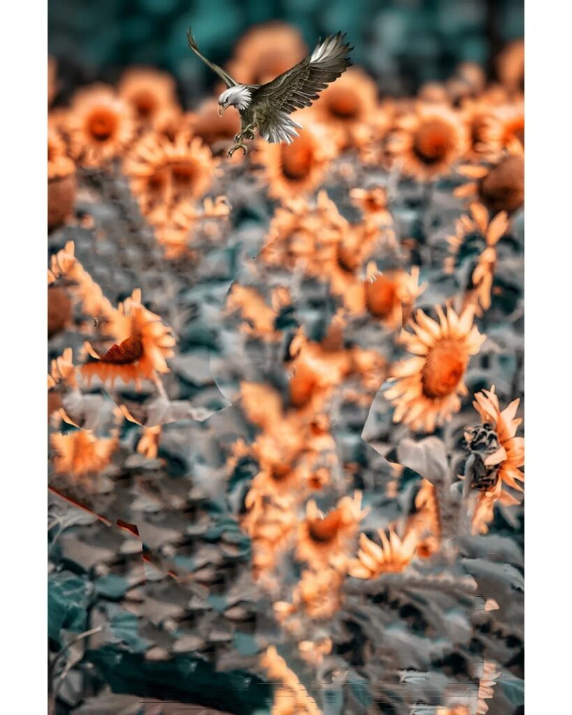 Sun Flower Cb Editing Background
