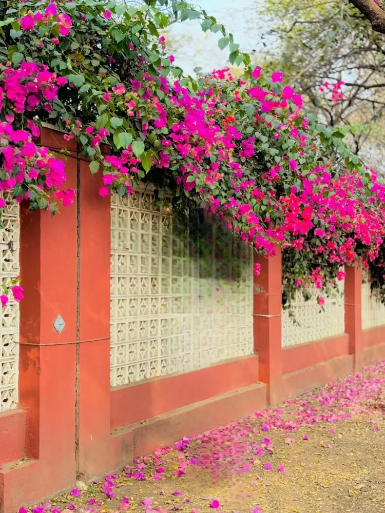 Bougainvillea Flower Ai Photo Editing Background