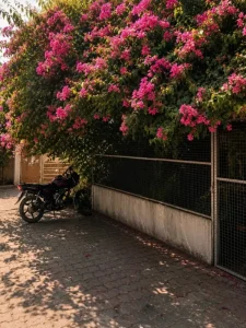 Bougainvillea Flower Ai Photo Editing Prompts 2026