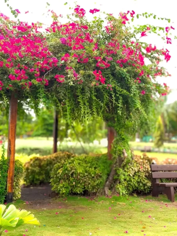 Bougainvillea Flower Ai Photo Editing