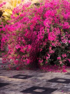 Full Hd Bougainvillea Flower Ai Photo Editing Background