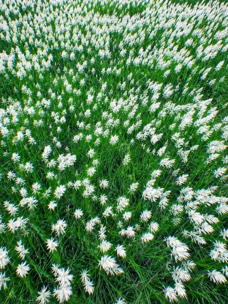 Kash Flower Ai Photo Editing Background (2)