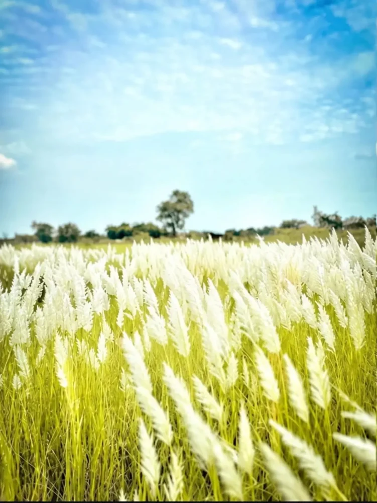 Kash Flower Ai Photo Editing Background Free