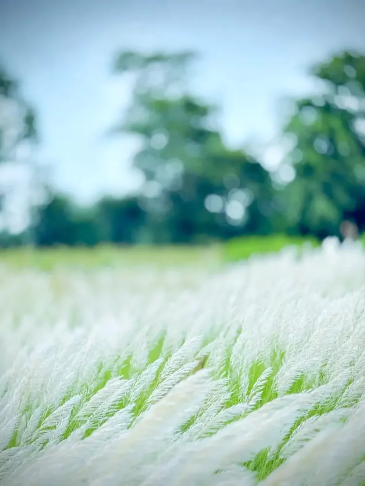Kash Flower Ai Photo Editing Backgrounds Free