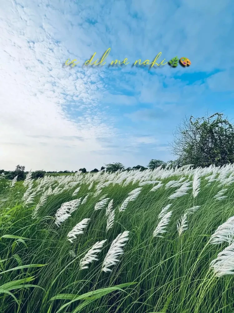 Natural Kash Flower Ai Photo Editing Background 2026