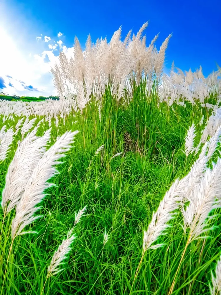 Trending Kash Flower Ai Photo Editing Background